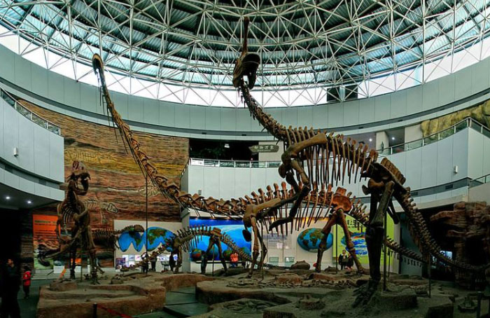 福建省博物馆恐龙图片