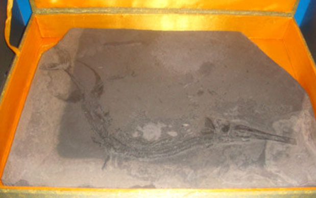 江西地质博物馆龙鱼化石照片