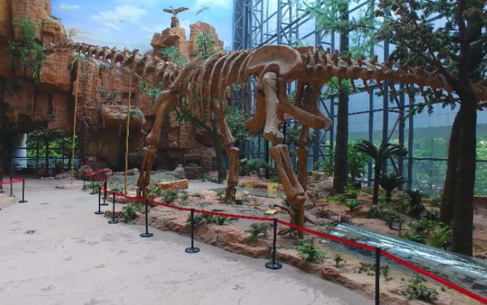 南京地质博物馆恐龙化石