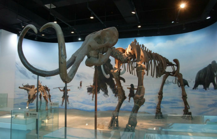 猛犸象化石标本