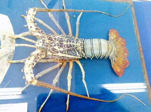 广东海洋大学水生生物博物馆锦绣龙虾